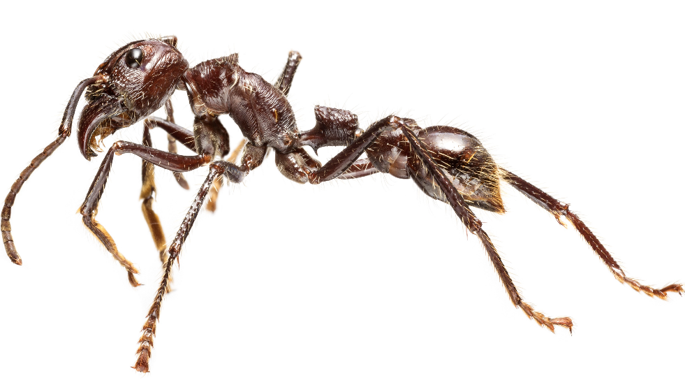 Deadliest ant on show at The Nautural History Museum